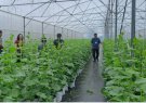 Hiệu quả mô hình trồng dưa vàng của Ông Hoàng Văn Thiện