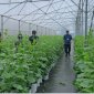 Hiệu quả mô hình trồng dưa vàng của Ông Hoàng Văn Thiện